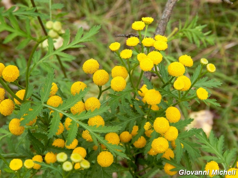 Tanacetum vulgare